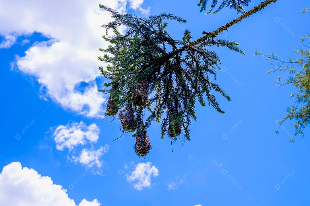 Céu azul com árvores ao fundo