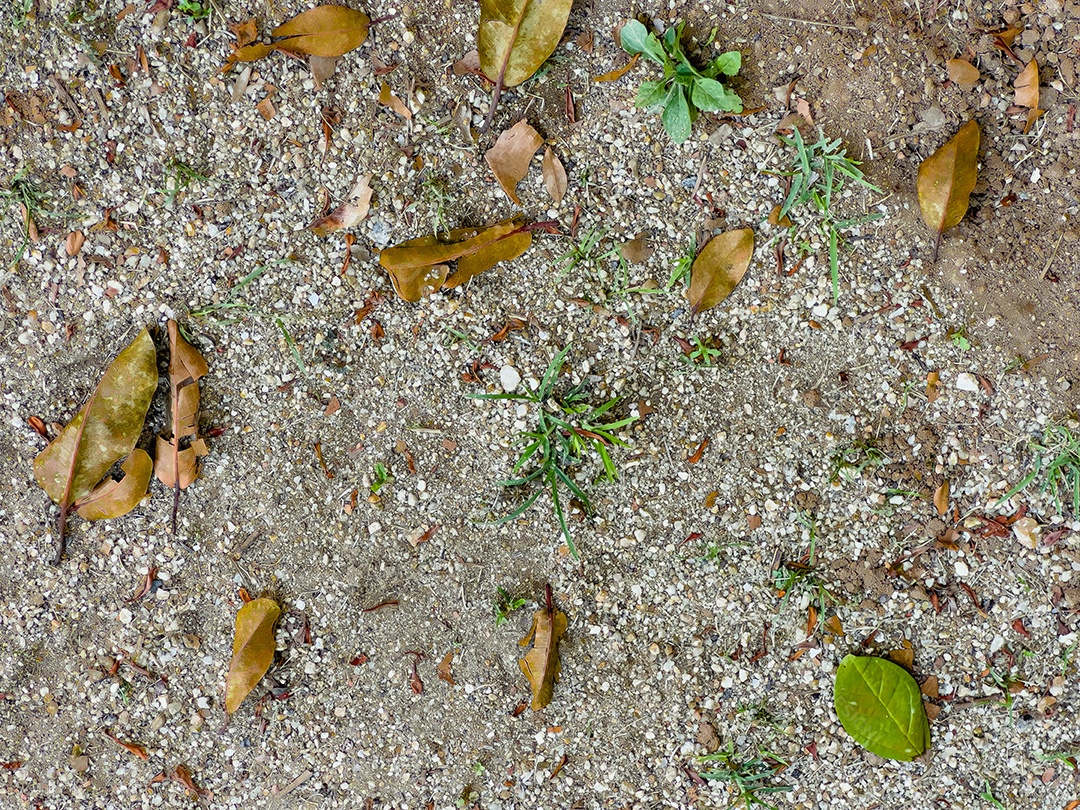 Textura natural do solo com folhas espalhadas