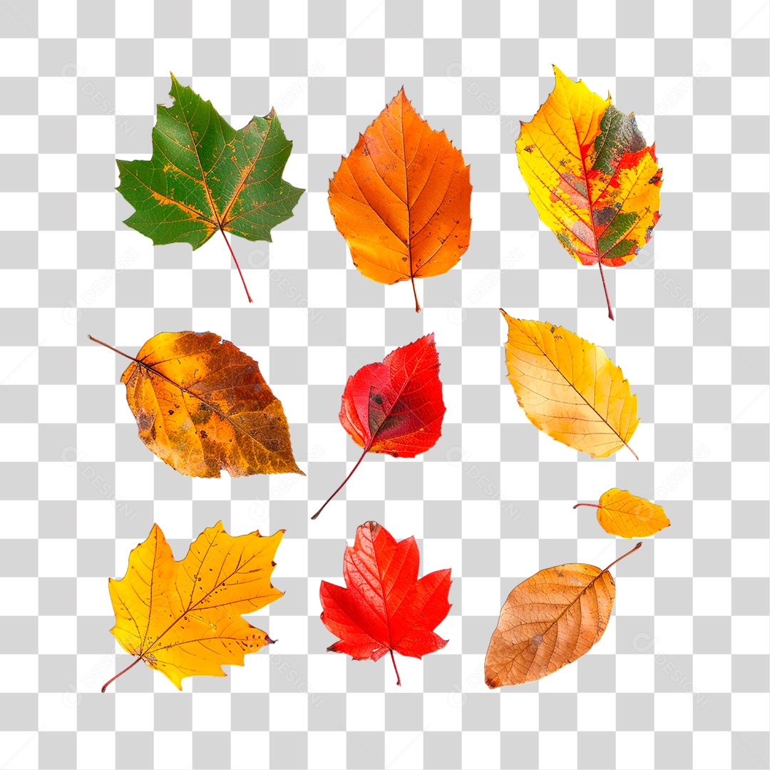 Folhas PNG Transparente