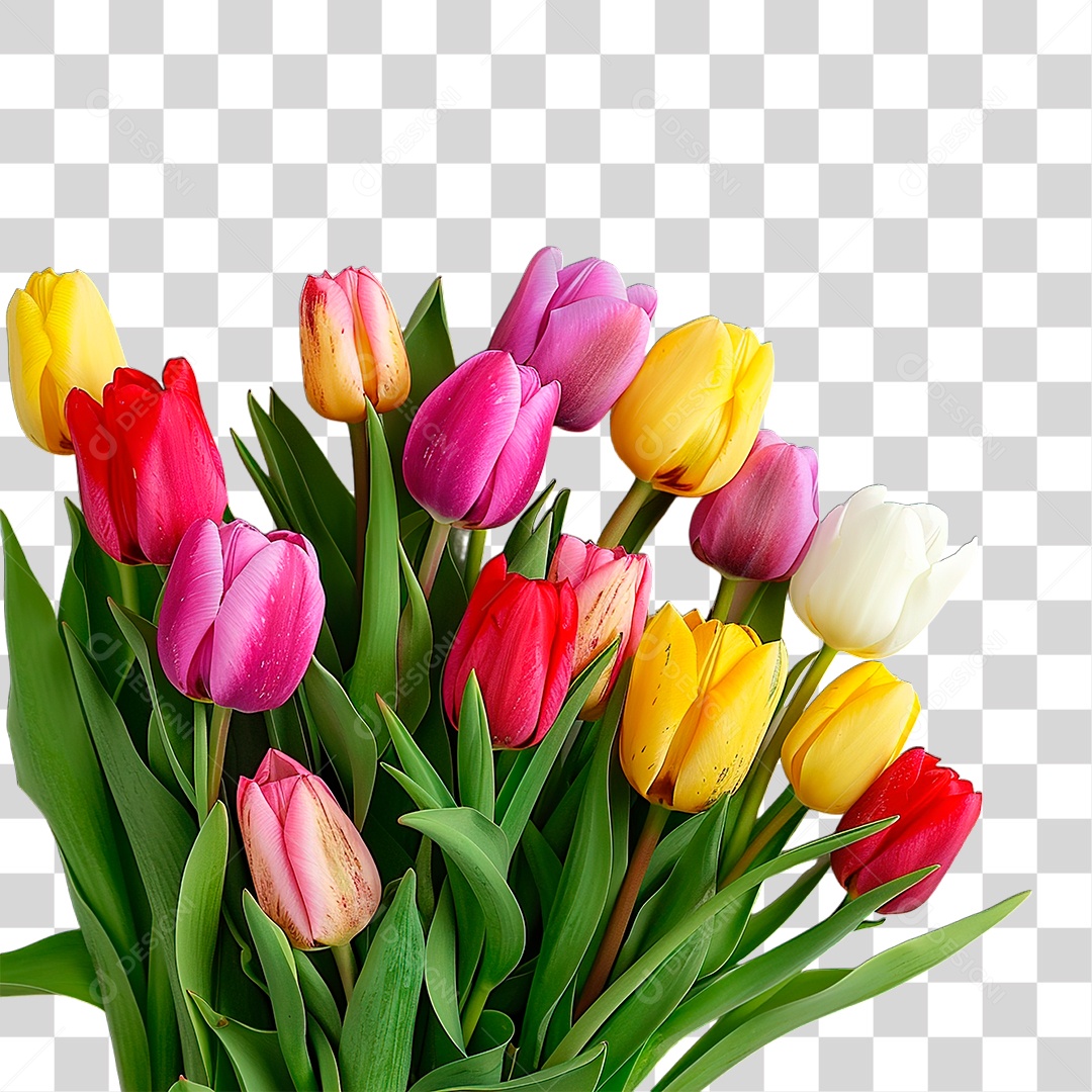 Flores Colorida PNG Transparente