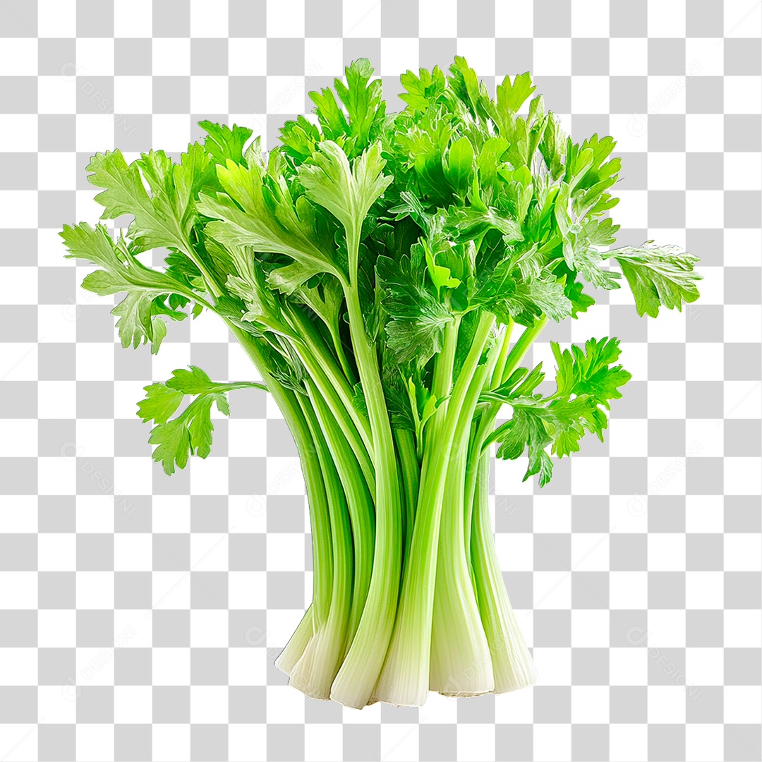 Salsa PNG Transparente