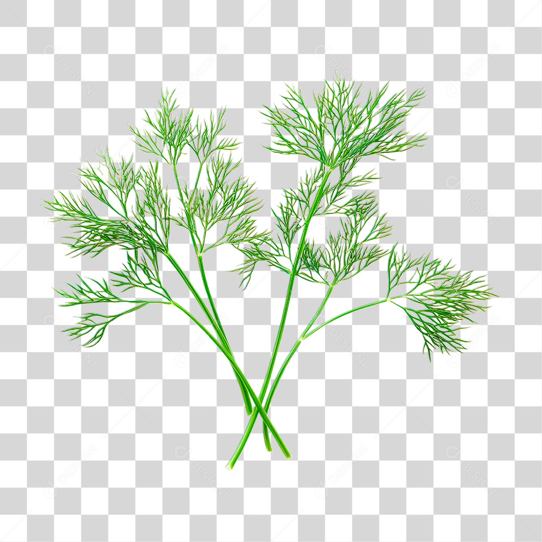 Planta PNG Transparente