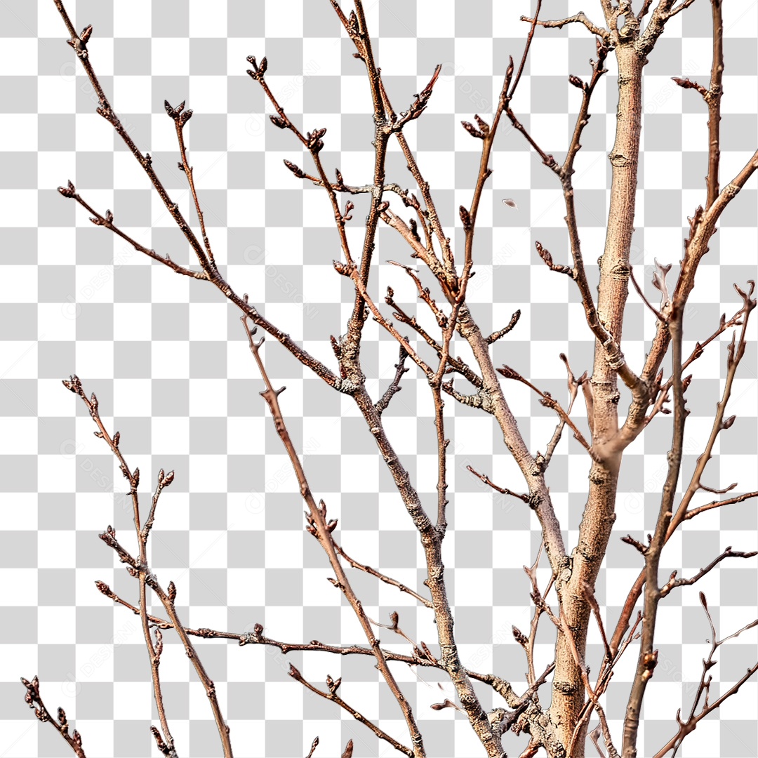 Planta Seca PNG Transparente