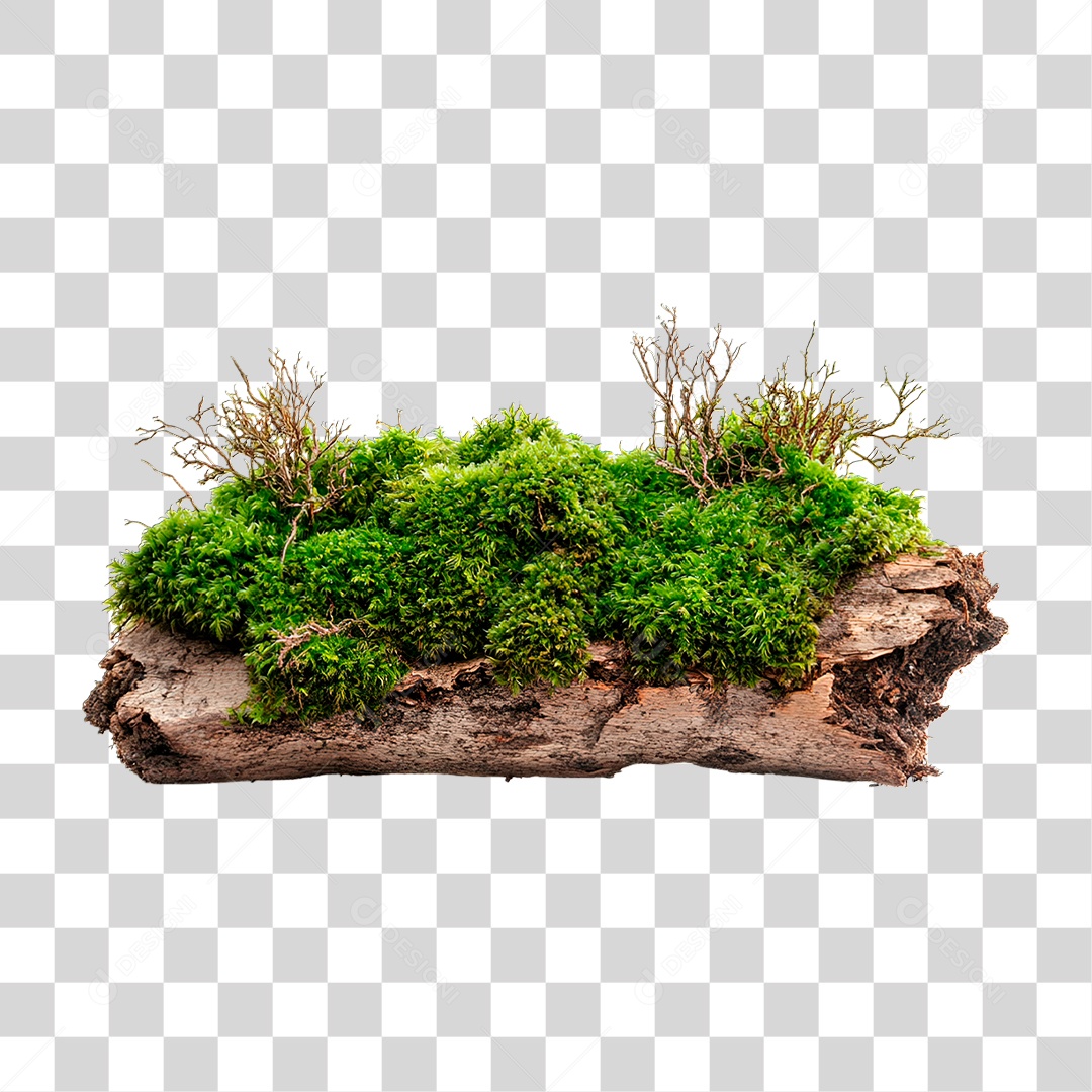 Galho PNG Transparente