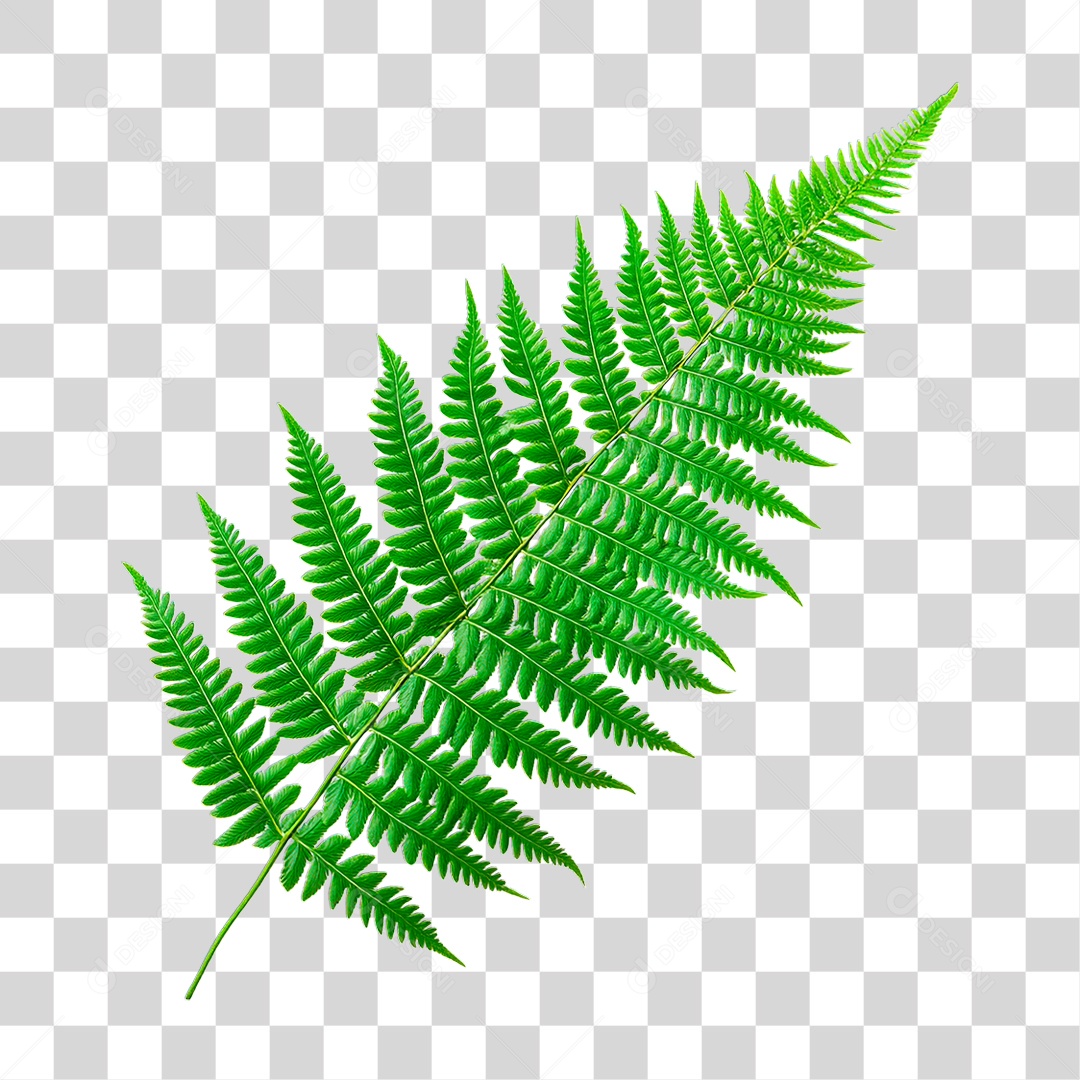 Folha Verde PNG Transparente