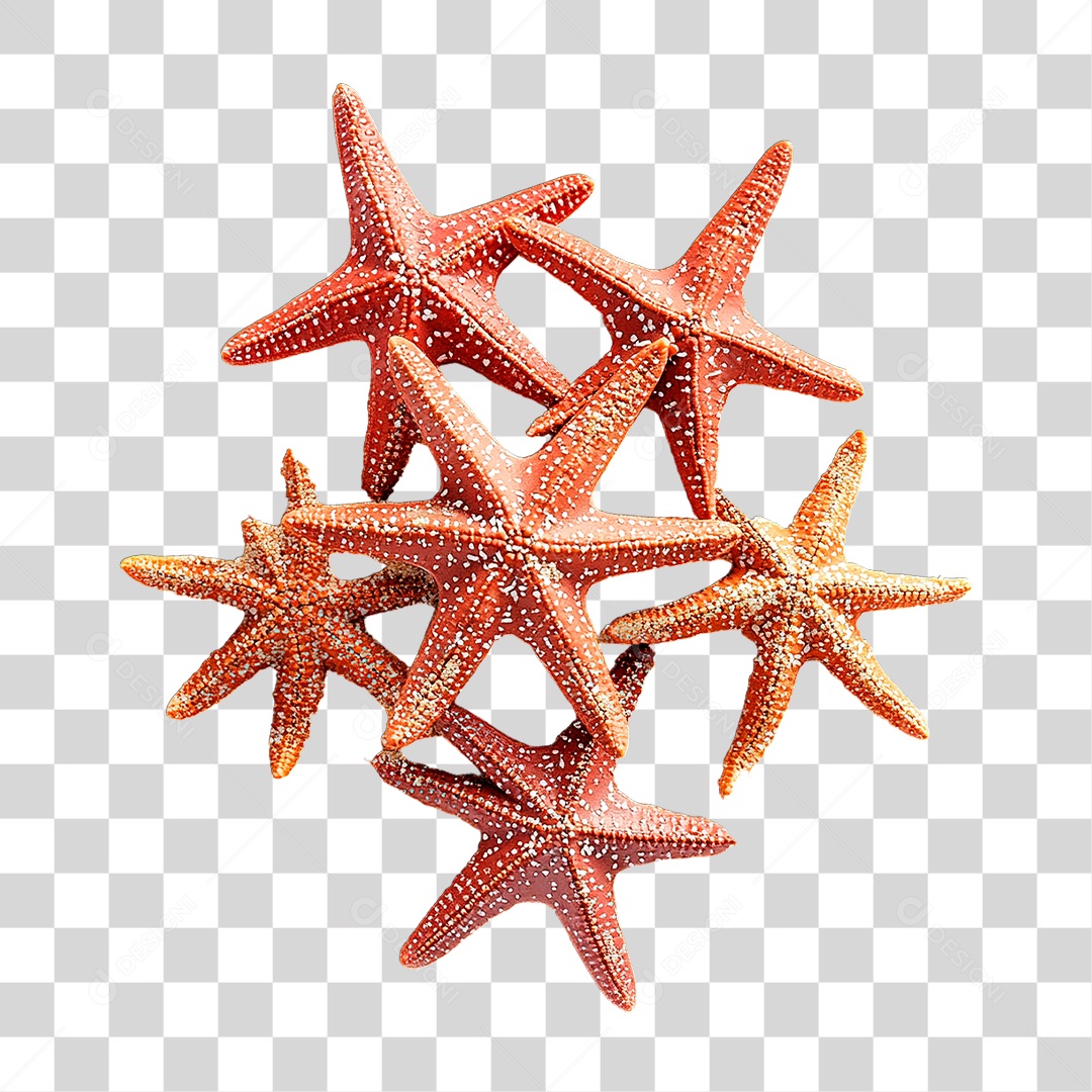 Estrela do Mar PNG Transparente