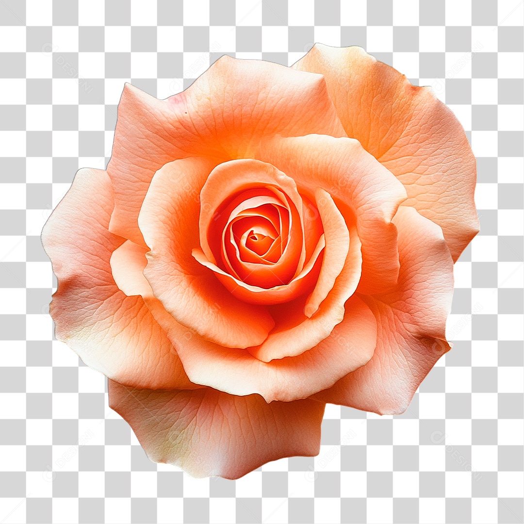 Flor PNG Transparente