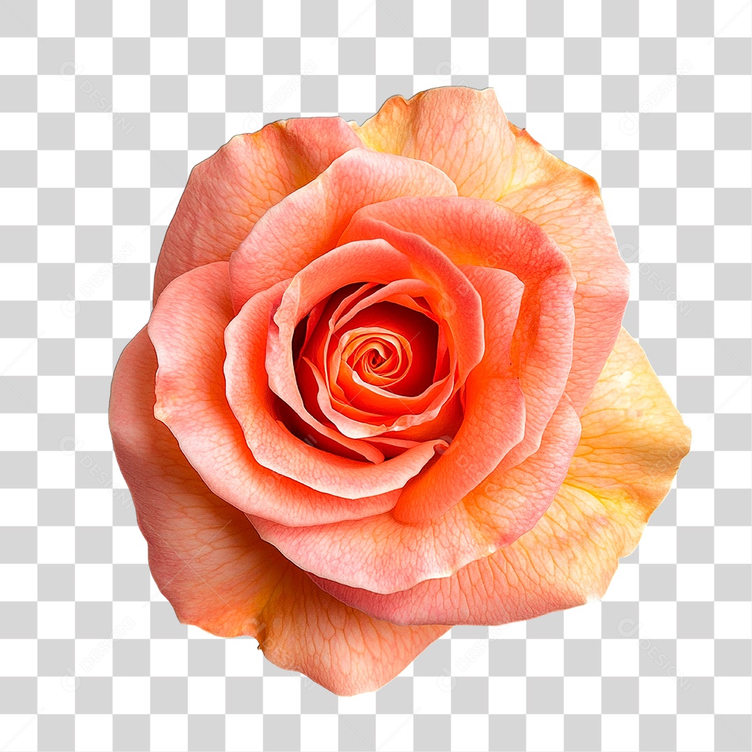 Flor PNG Transparente