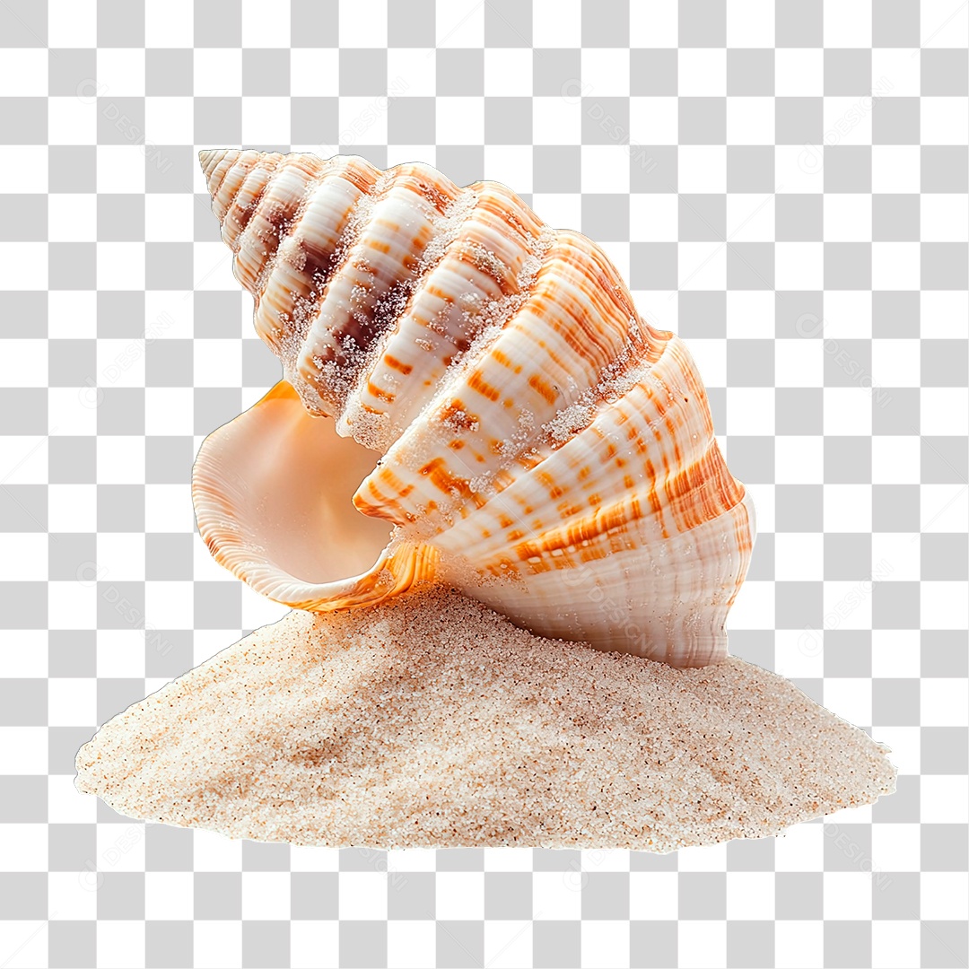 Conchas PNG Transparente