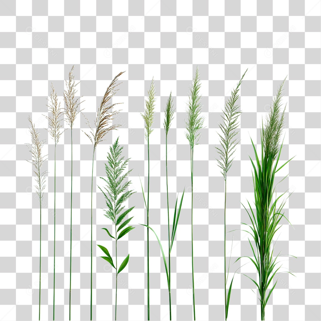 Capim Verde PNG Transparente