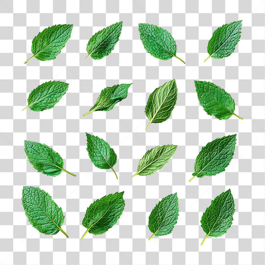 Hortelã PNG Transparente