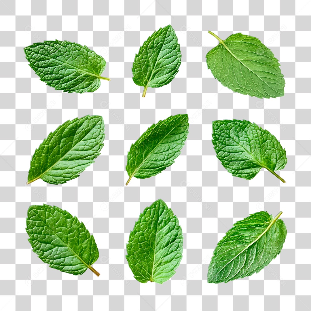 Hortelã PNG Transparente