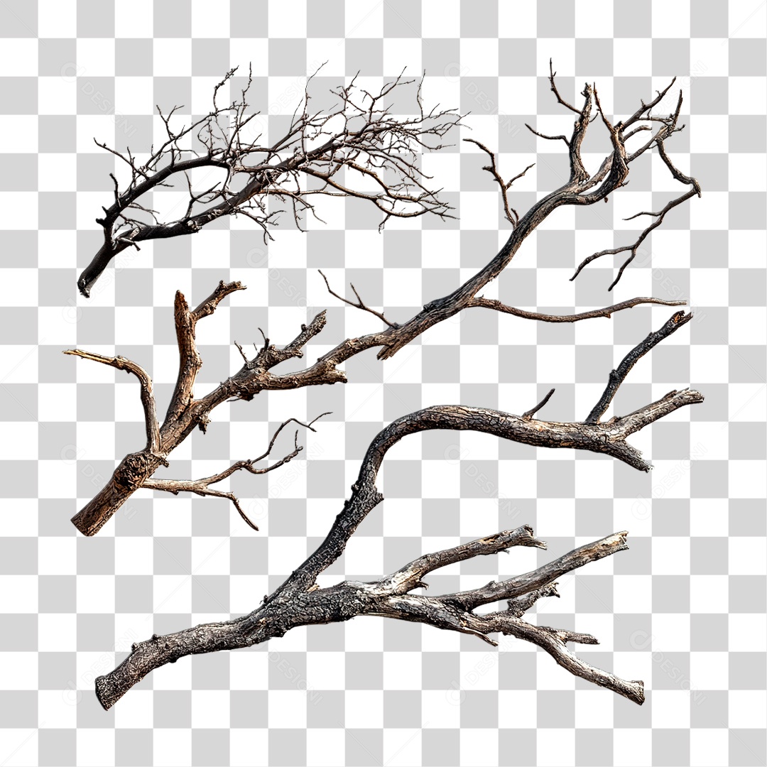 Galho Seco PNG Transparente