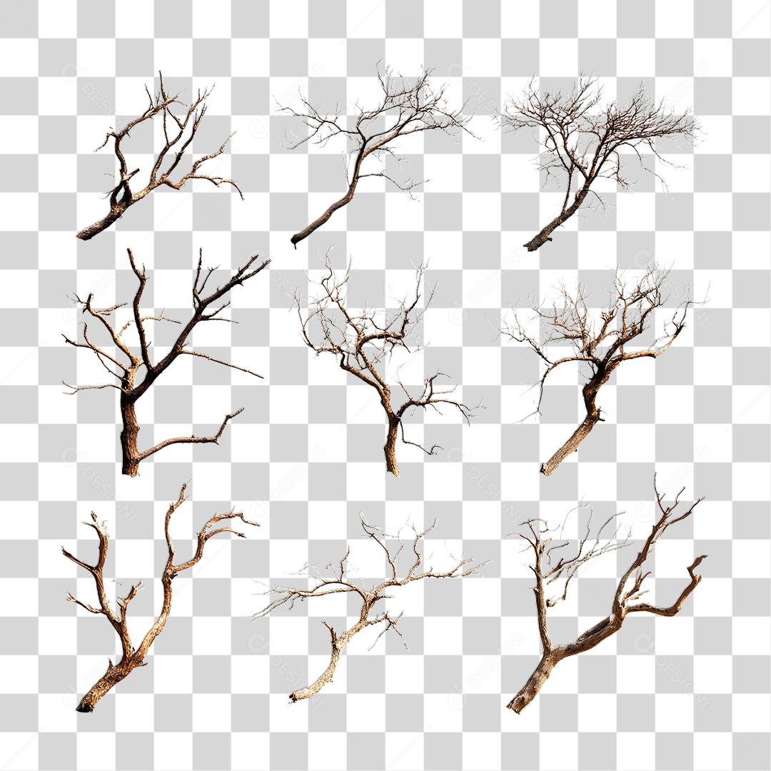 Galho Seco PNG Transparente