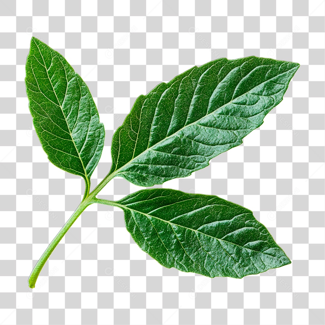 Folha Verde PNG Transparente