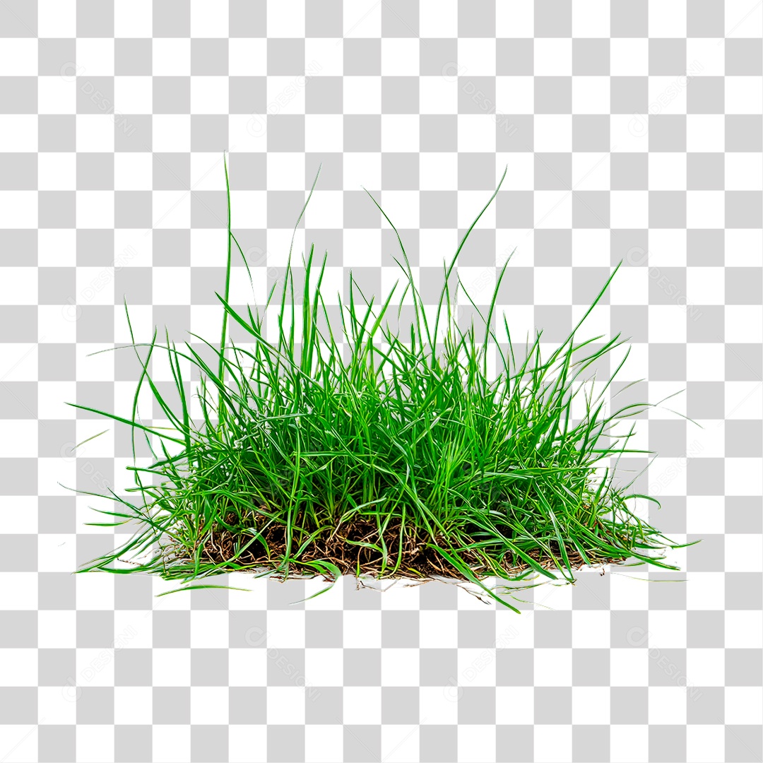 Capim Verde PNG Transparente