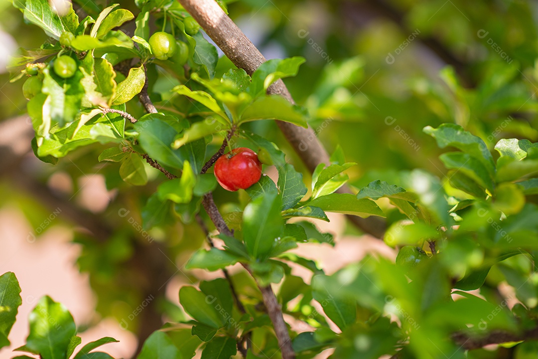 Fruta saborosa acerola sobre árvore
