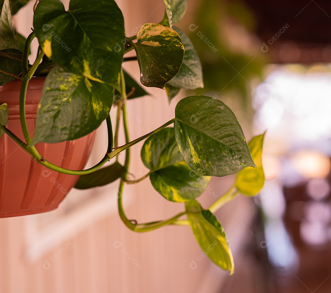 Planta jiboia sobre vaso