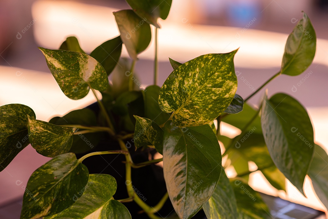 Planta jiboia sobre vaso