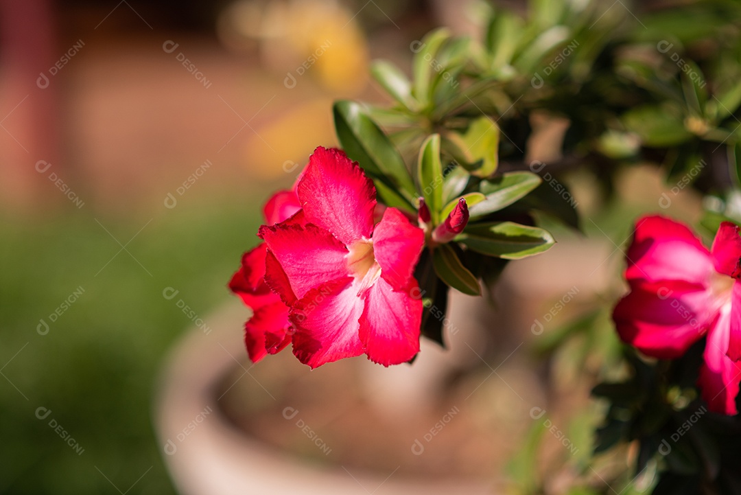 Lindas rosas do deserto
