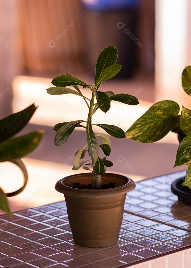 Linda rosa do deserto sobre um piso de ceramica
