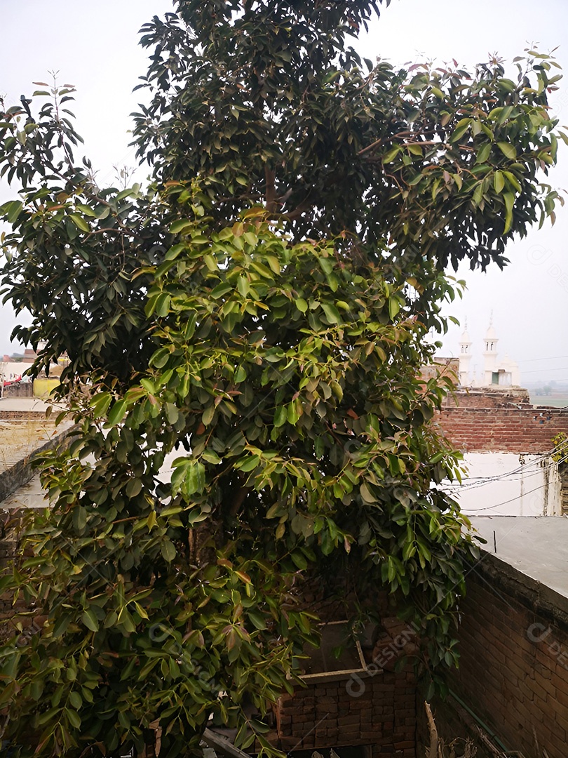 Verdejante um oásis de paz no quintal