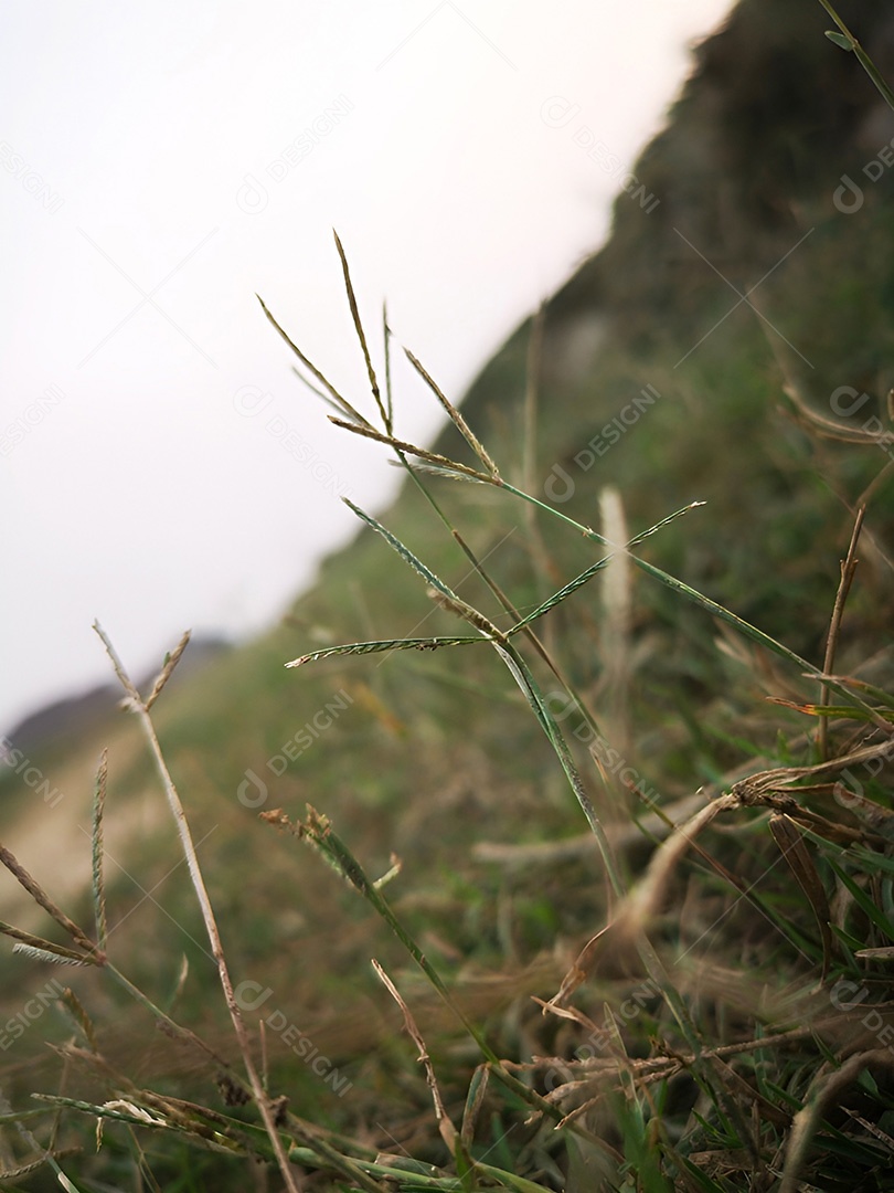 Beleza desgastada uma planta resiliente