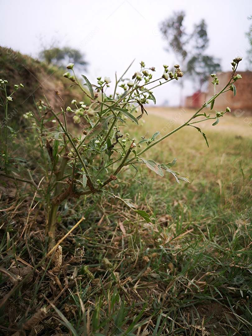 Beleza desgastada de uma planta resiliente