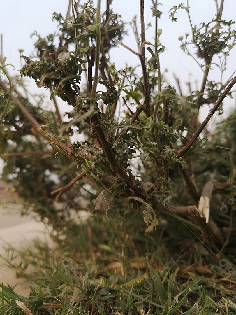 Beleza desgastada uma planta resiliente