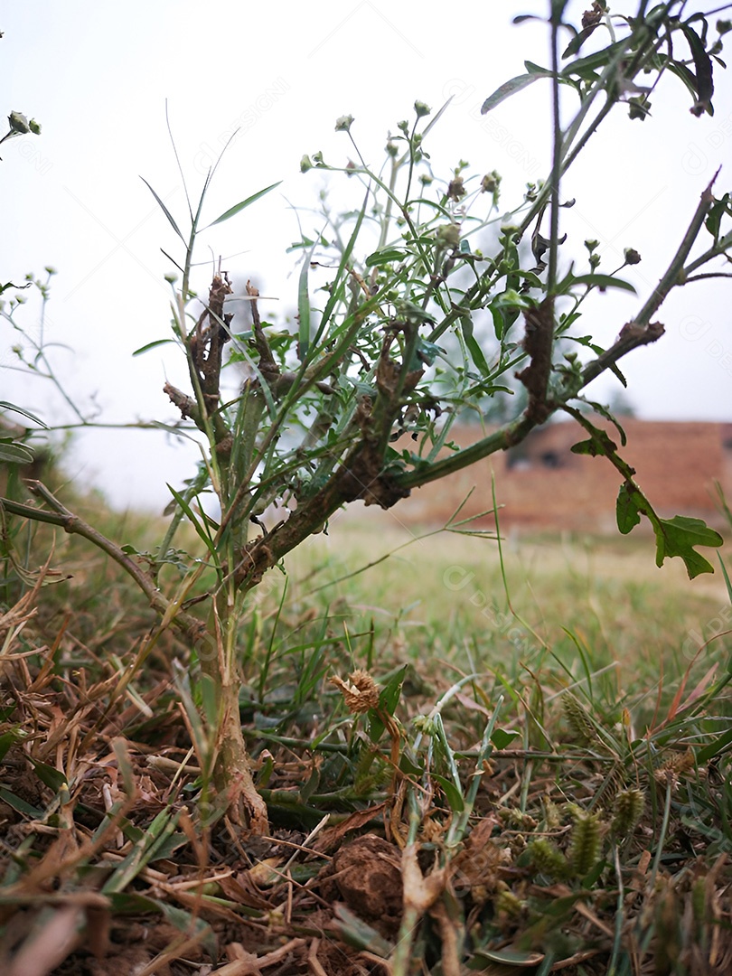 Beleza desgastada uma planta resiliente