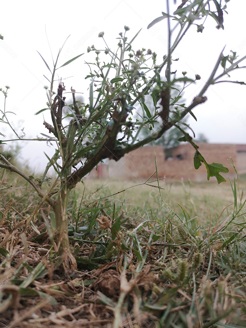 Um campo de delicadas flores brancas uma cena pacífica no campo