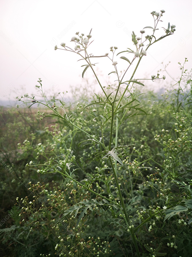 Um campo de delicadas flores brancas uma cena pacífica no campo