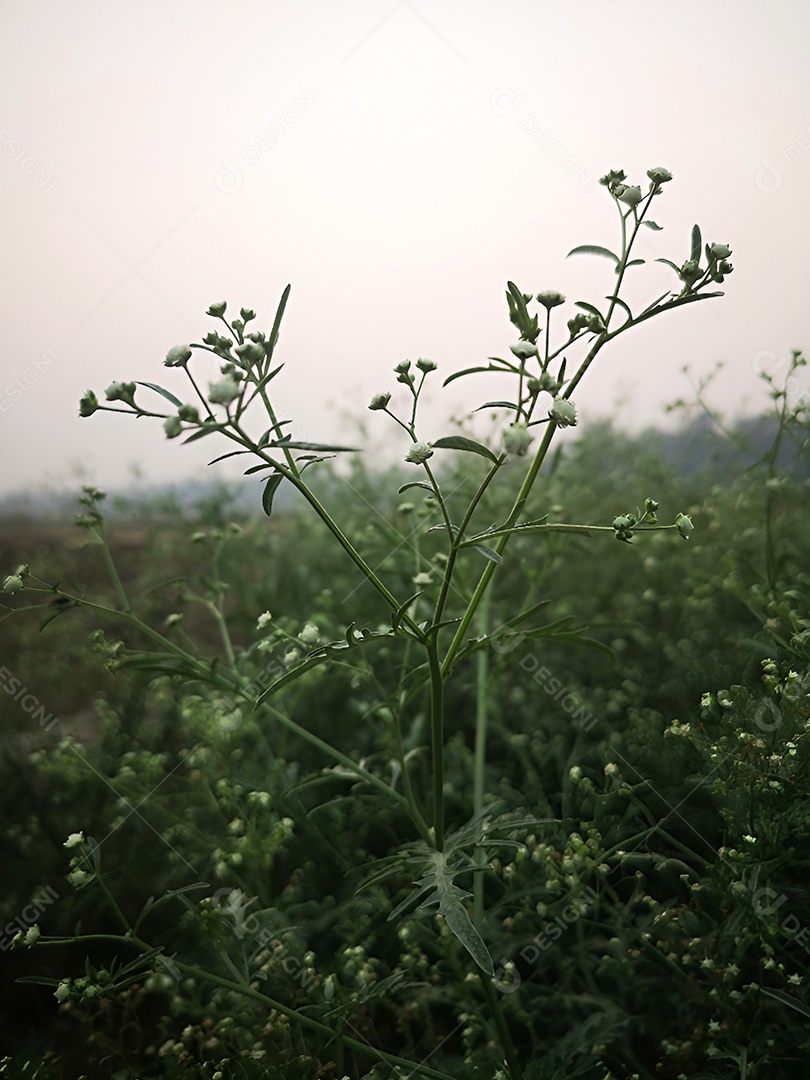 Um campo de delicadas flores brancas uma cena pacífica no campo