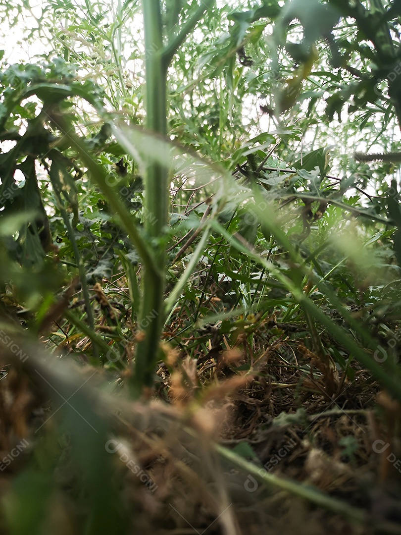 Um campo de delicadas flores brancas uma cena pacífica no campo