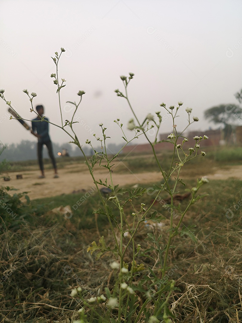 Um campo de delicadas flores brancas uma cena pacífica no campo
