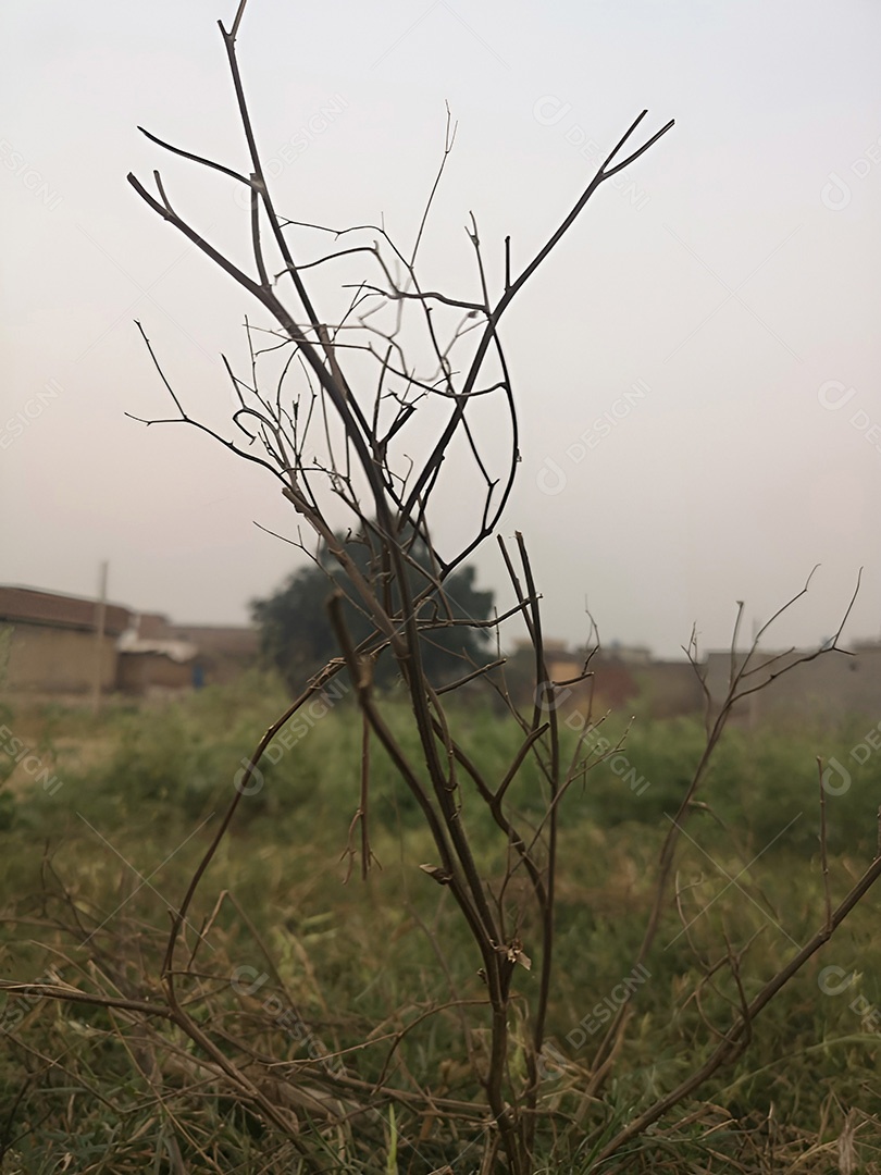 Uma árvore estéril contra um céu enevoado