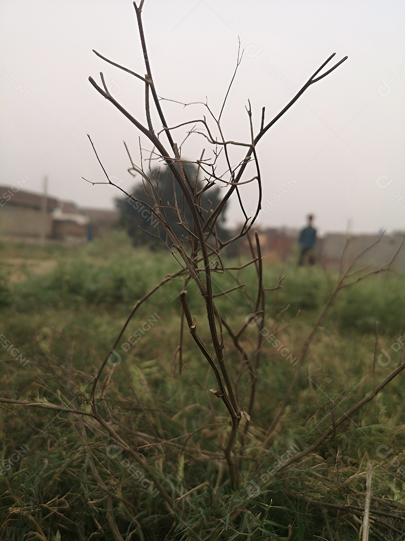 Uma árvore estéril contra um céu enevoado