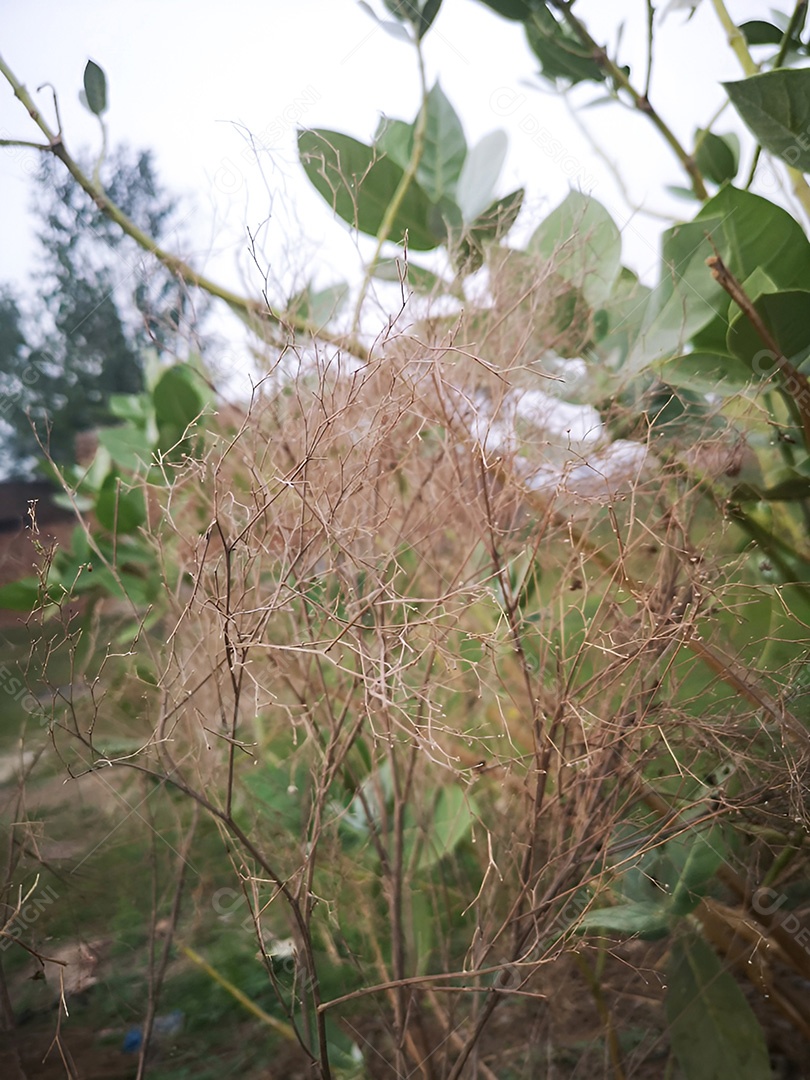 Uma delicada renda de galhos de uma árvore de inverno