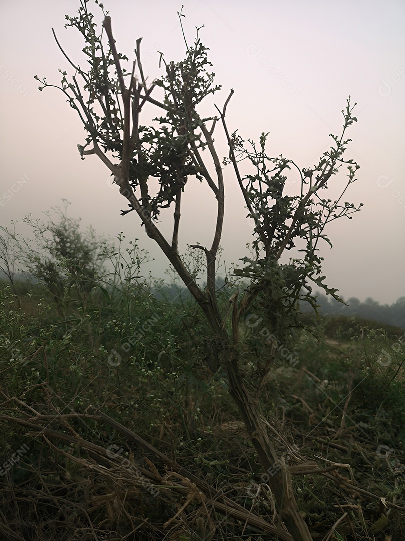 Uma árvore solitária silhuetada contra o céu crepuscular