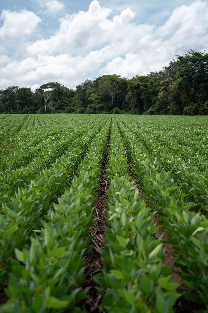 Plantio de soja em uma fazenda