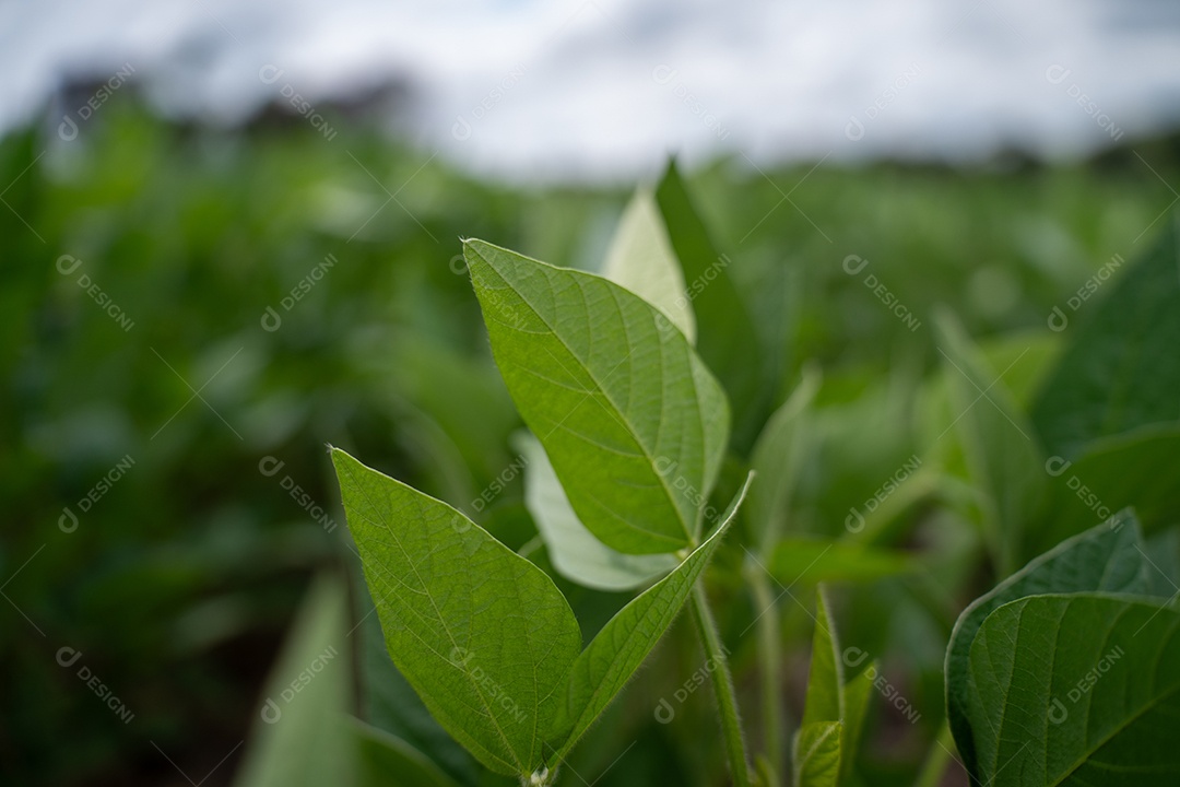 Plantio de soja em uma fazenda