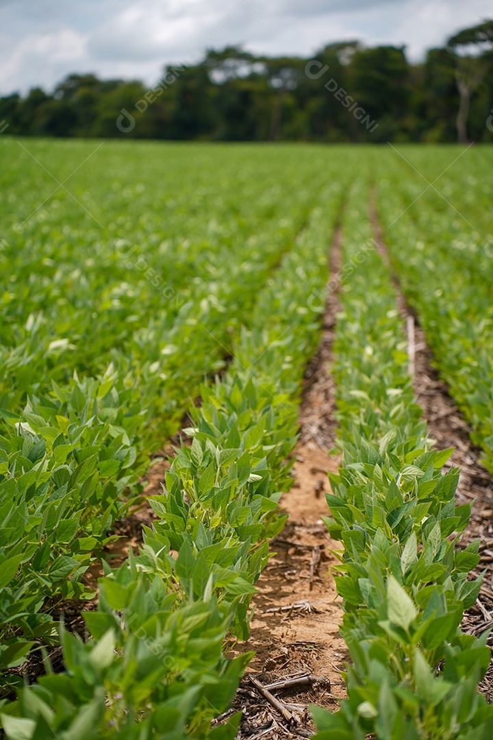 Plantio de soja em uma fazenda