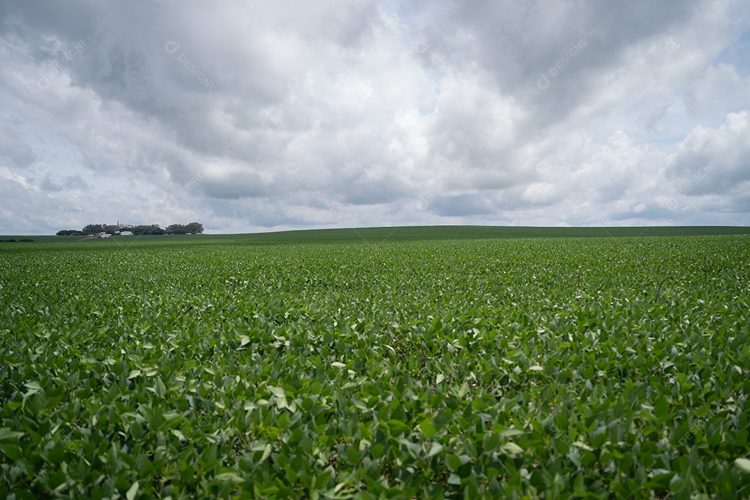 Plantio de soja em uma fazenda