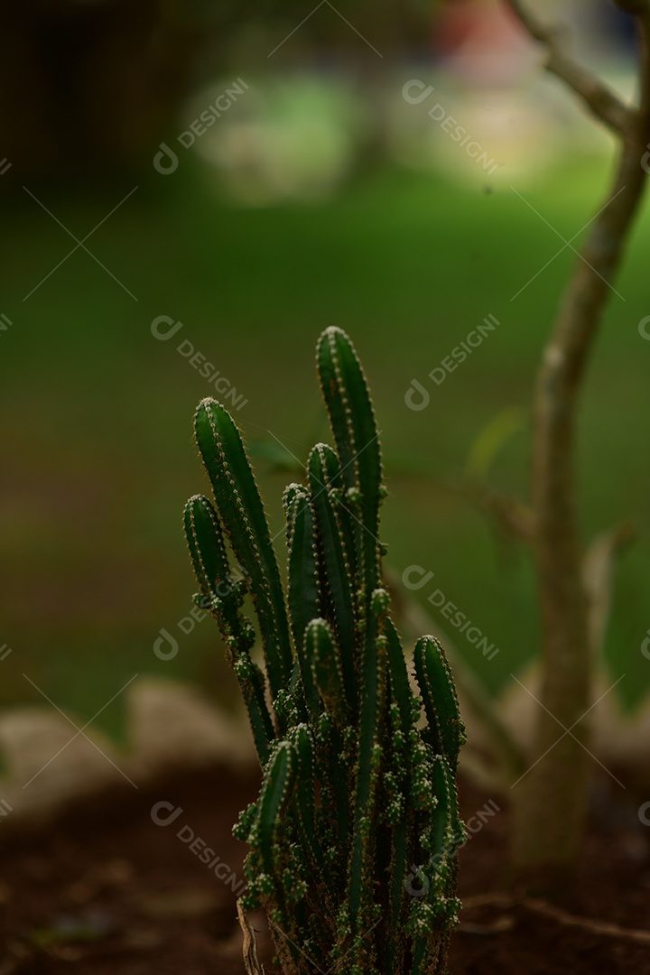 Caquito sobre floresta