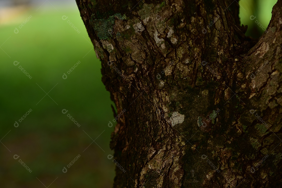 Tronco de Árvore sobre floresta