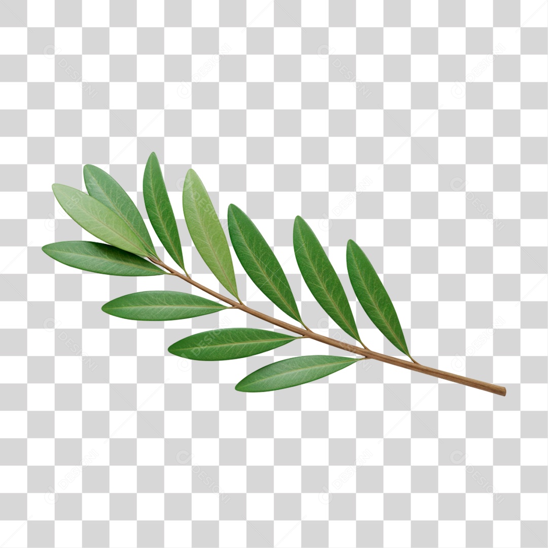 Galho PNG Transparente