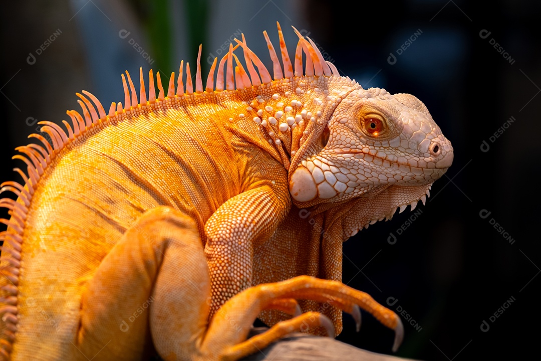 Retrato vista lateral de um camaleão dourado