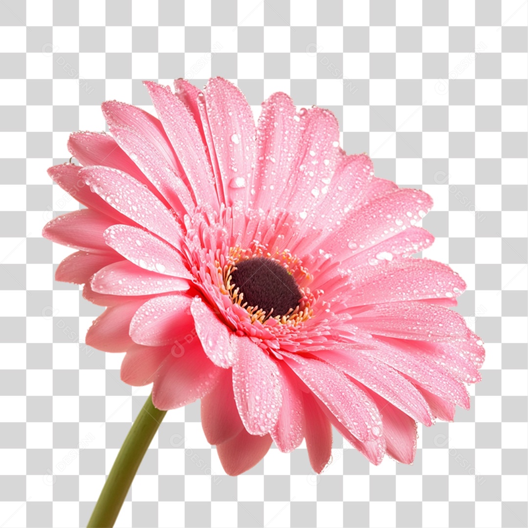 Elemento 3D Flores Rosas PNG Transparente