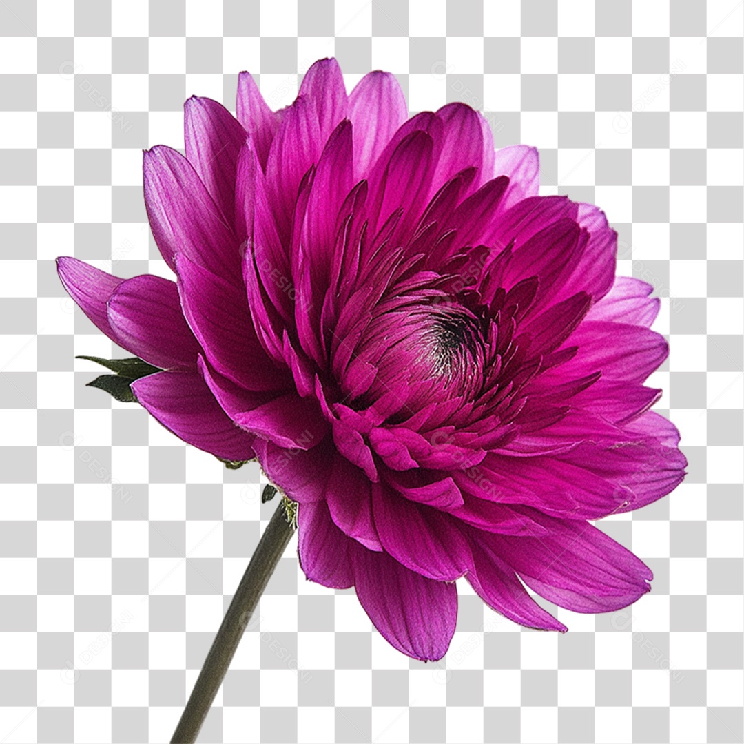 Elemento 3D Flores Rosas PNG Transparente