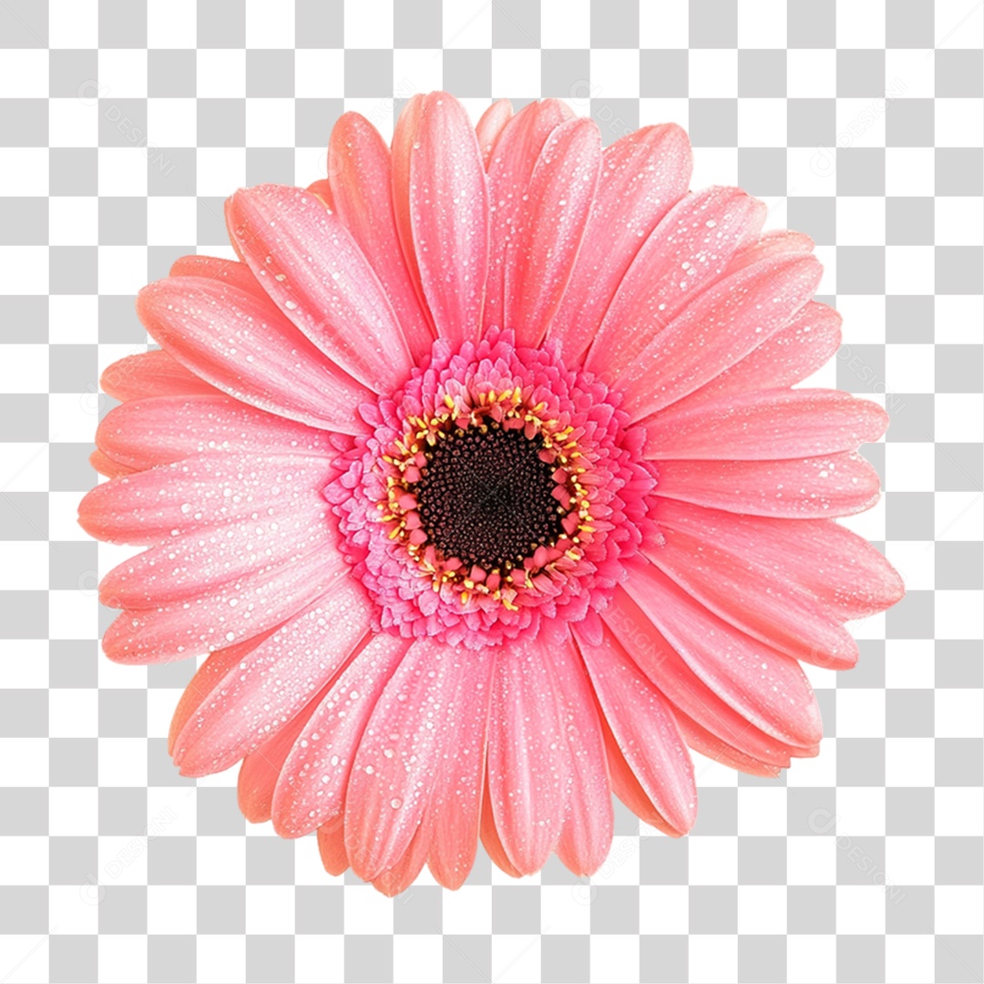 Elemento 3D Flores Rosas PNG Transparente